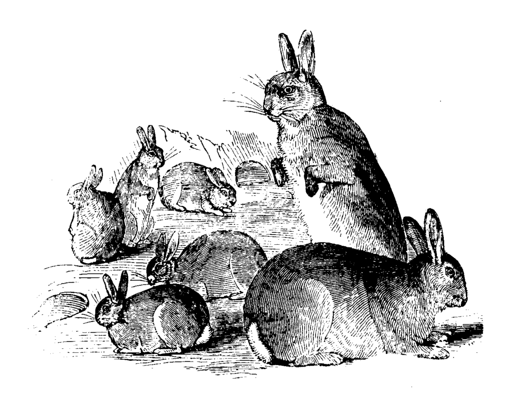 Rabbits Holding a Meeting